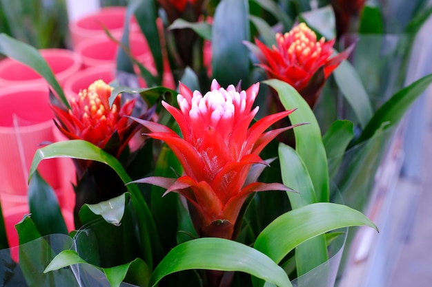 bromelia-2