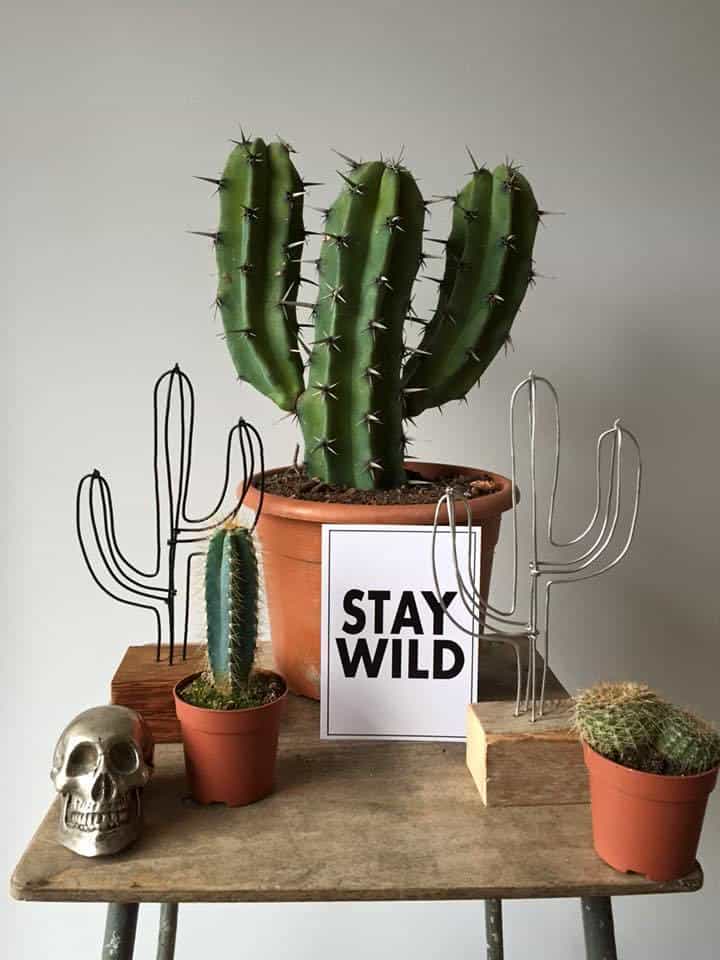 cacto