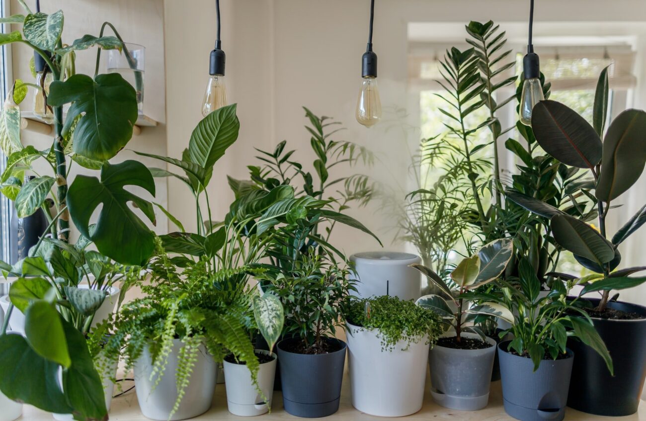 decoracao-de-apartamento-com-plantas-2