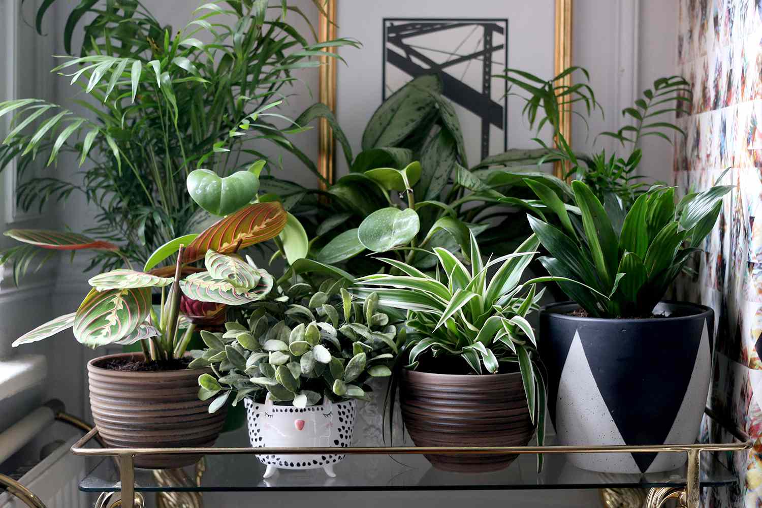 plantas-de-jardim
