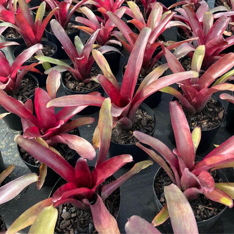 bromelia-2
