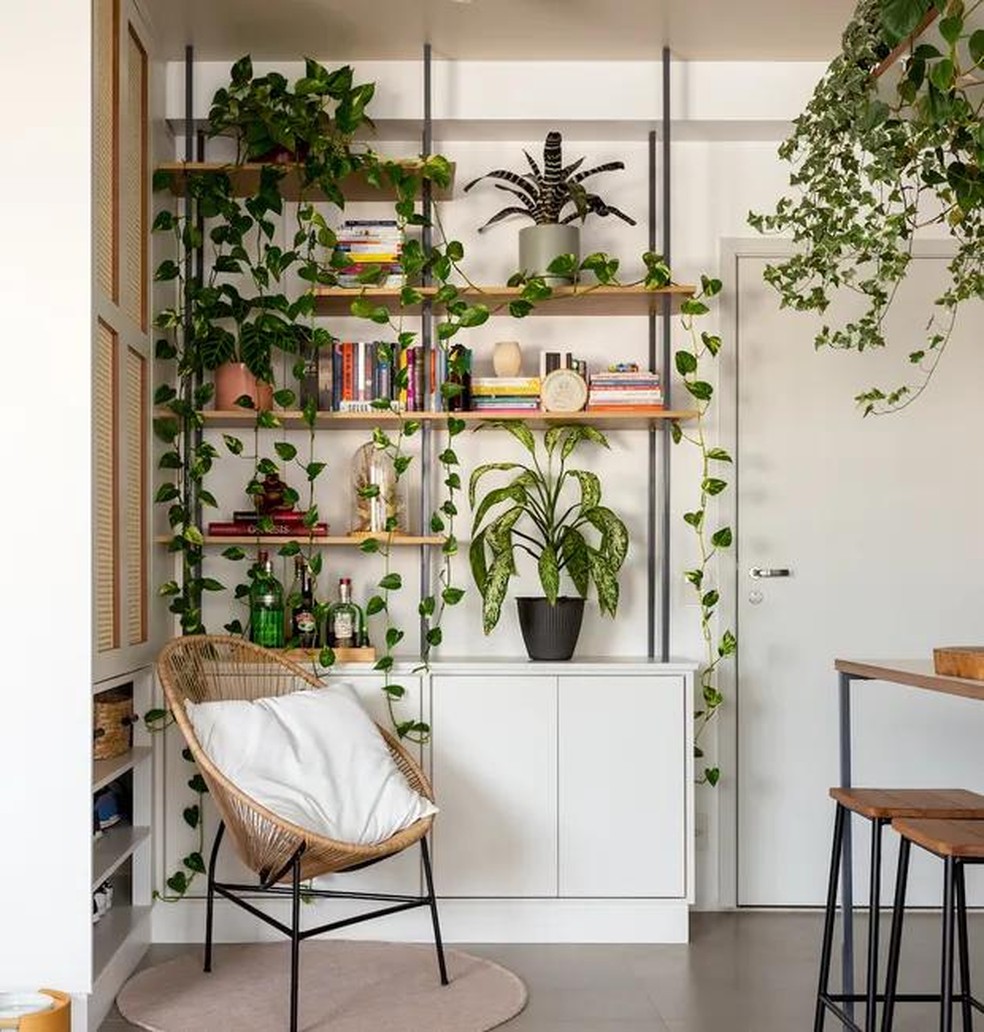 ideias-de-decoracao-com-jiboia