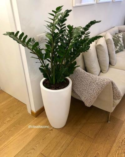 plantas-para-apartamento