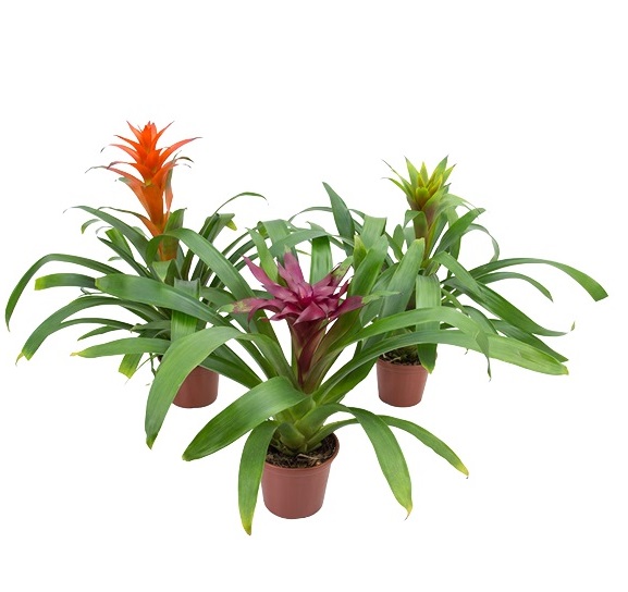 bromelia-2