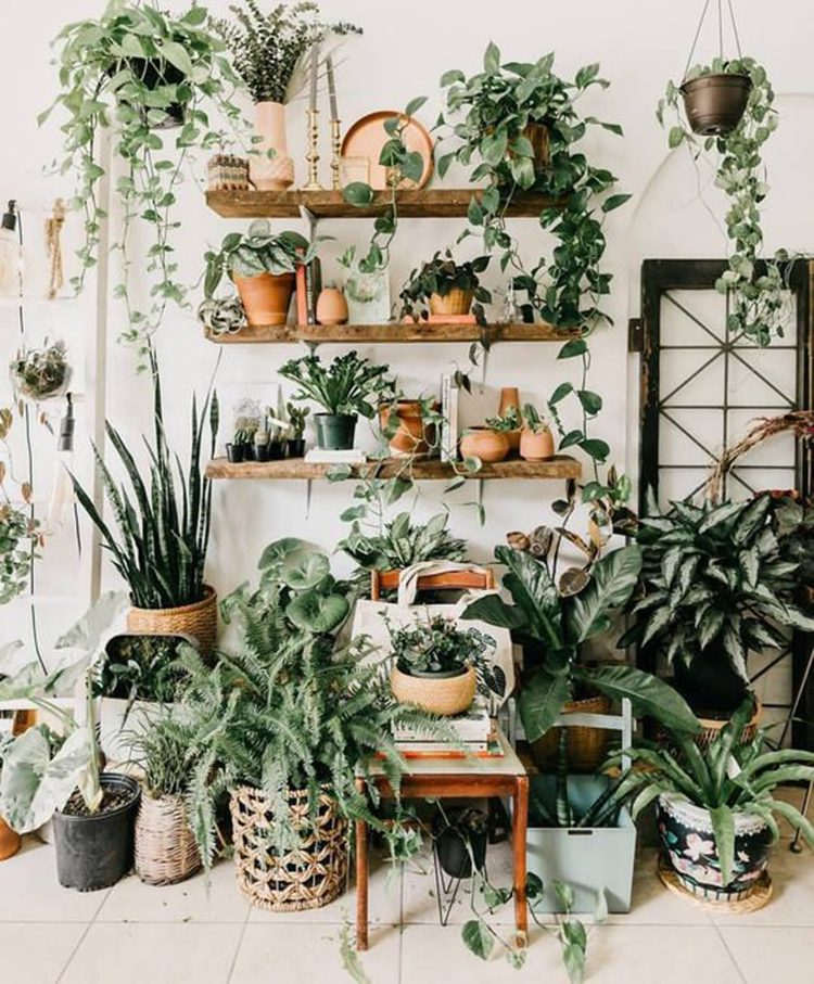 plantas-de-jardim