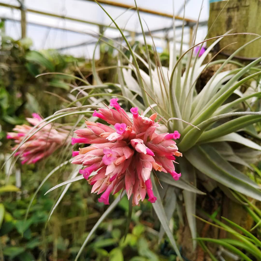bromelia-2