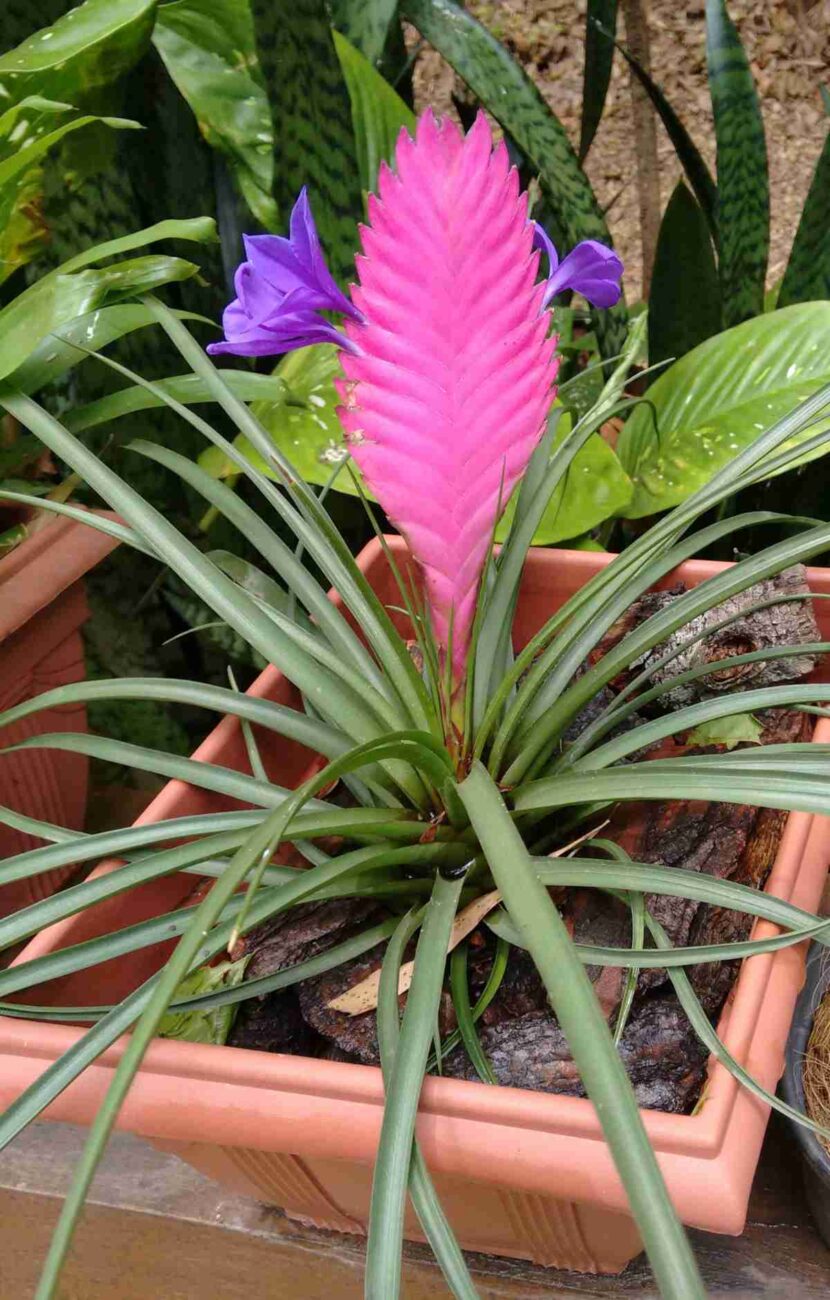 bromelia-2