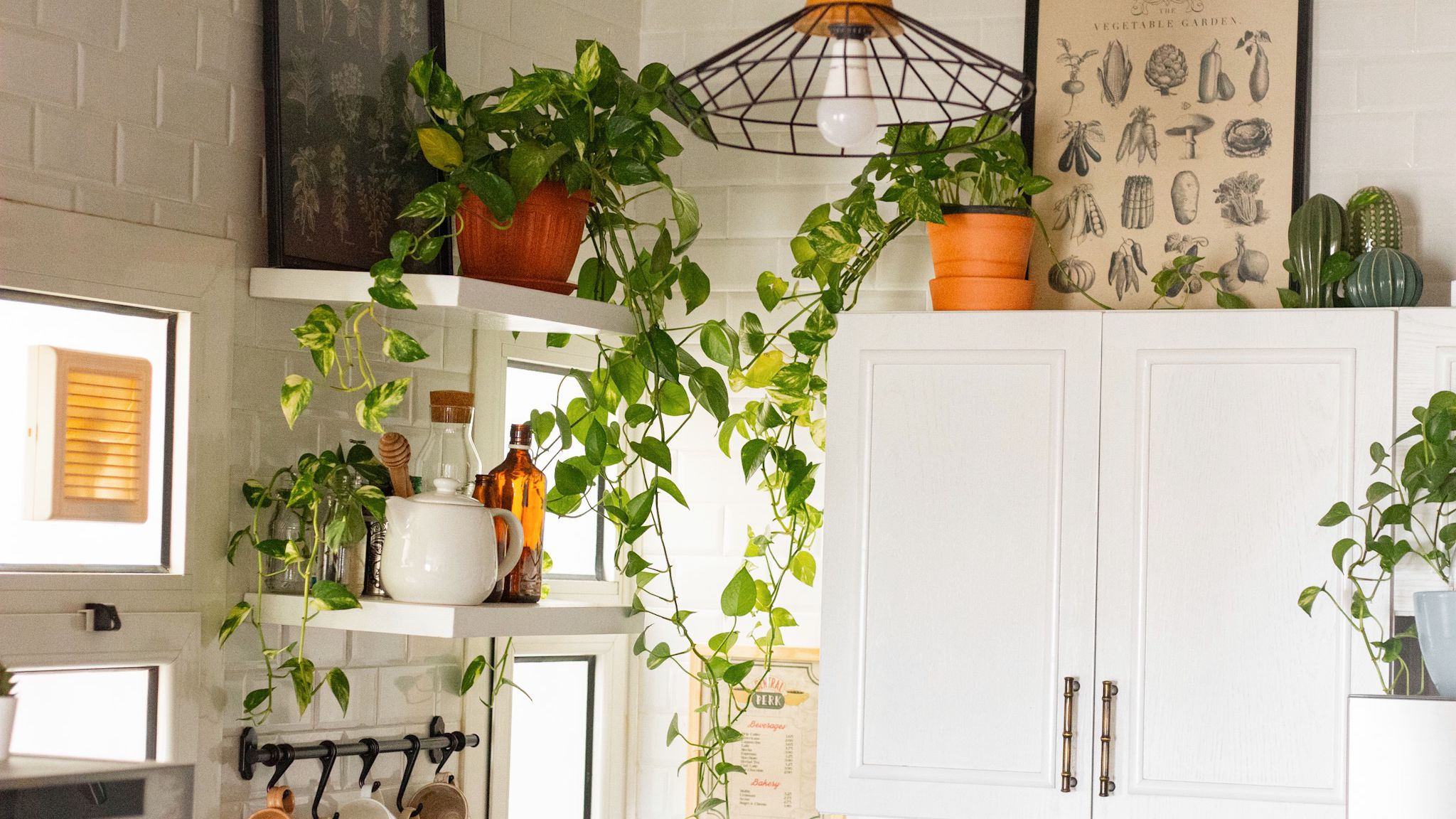 plantas-de-jardim