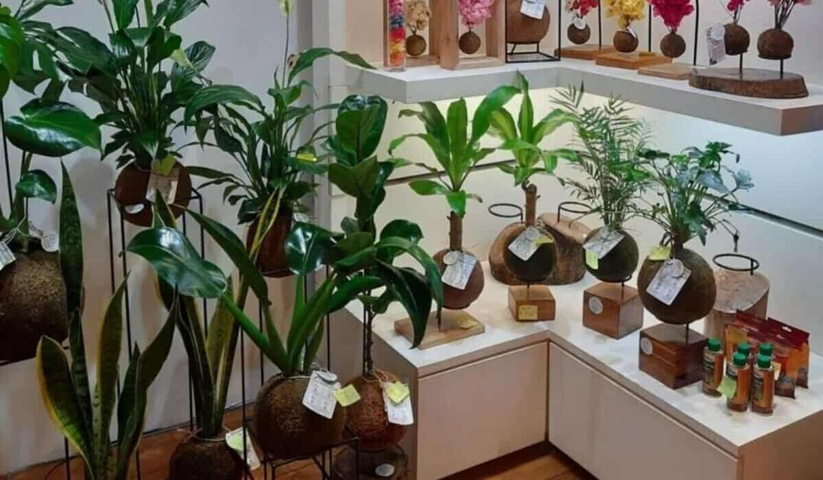 decoracao-de-apartamento-com-plantas-2