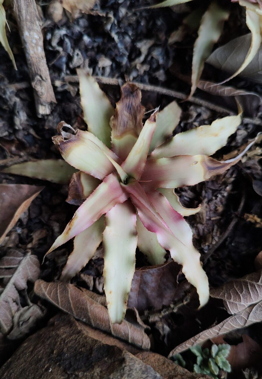bromelia-2