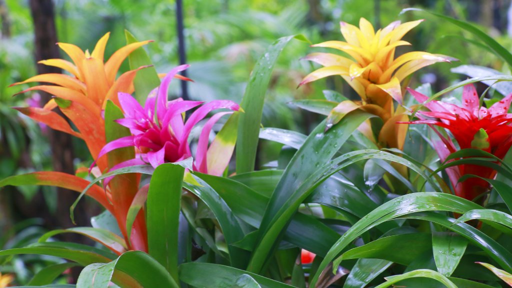 bromelia-2