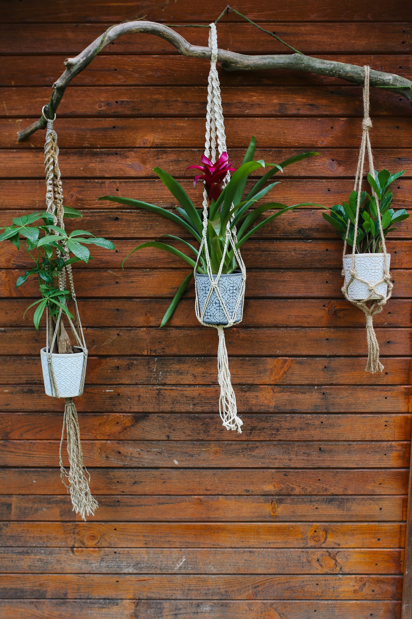 plantas-de-jardim