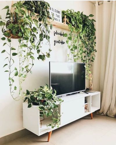 plantas-para-apartamento
