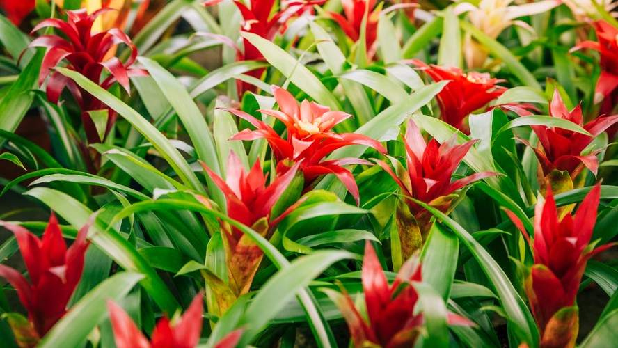 bromelia-2