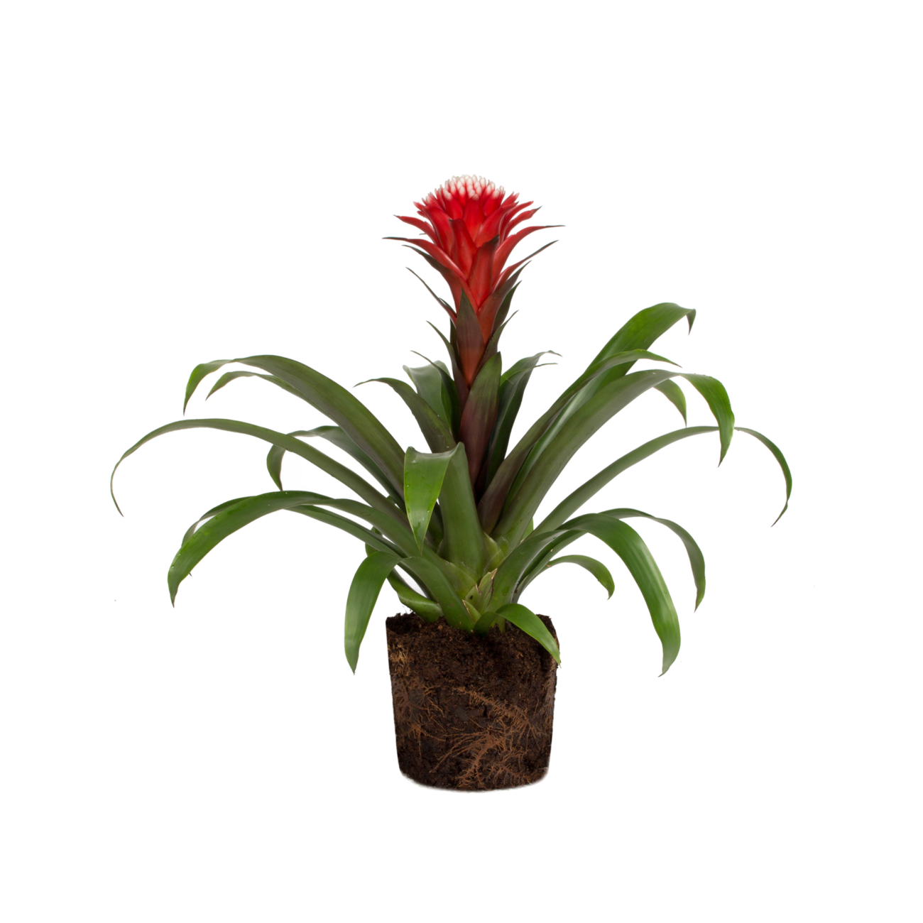 bromelia-2
