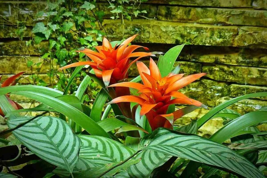 bromelia-2