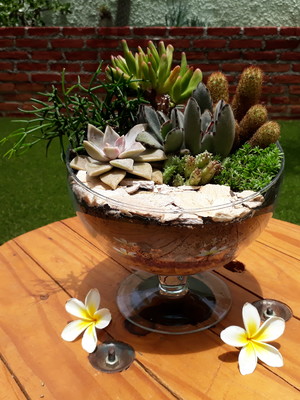 decoracao-com-suculentas-2
