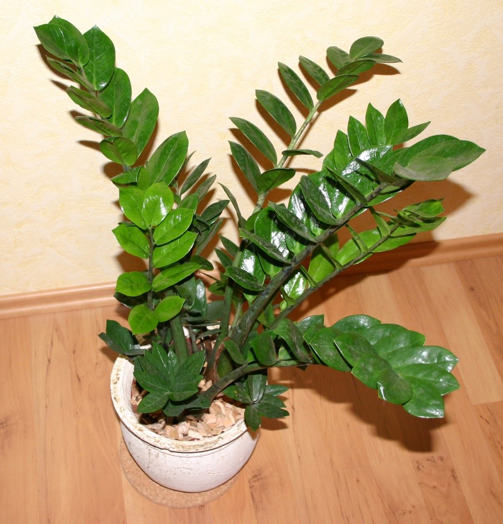 decoracao-de-apartamento-com-plantas-2
