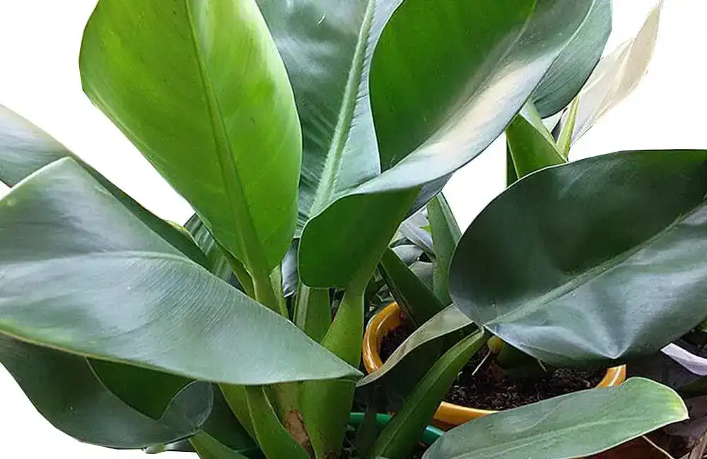 decoracao-de-apartamento-com-plantas-2