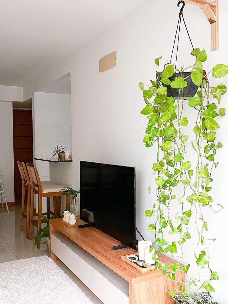 ideias-de-decoracao-com-jiboia