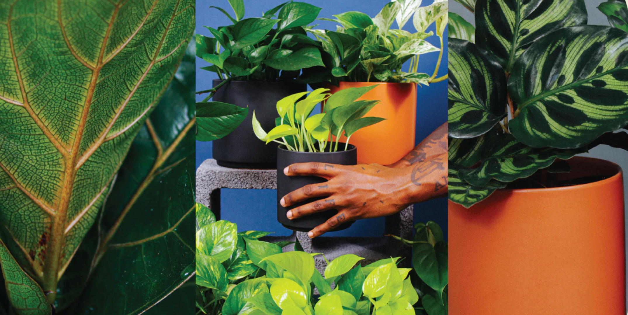 plantas-para-apartamento