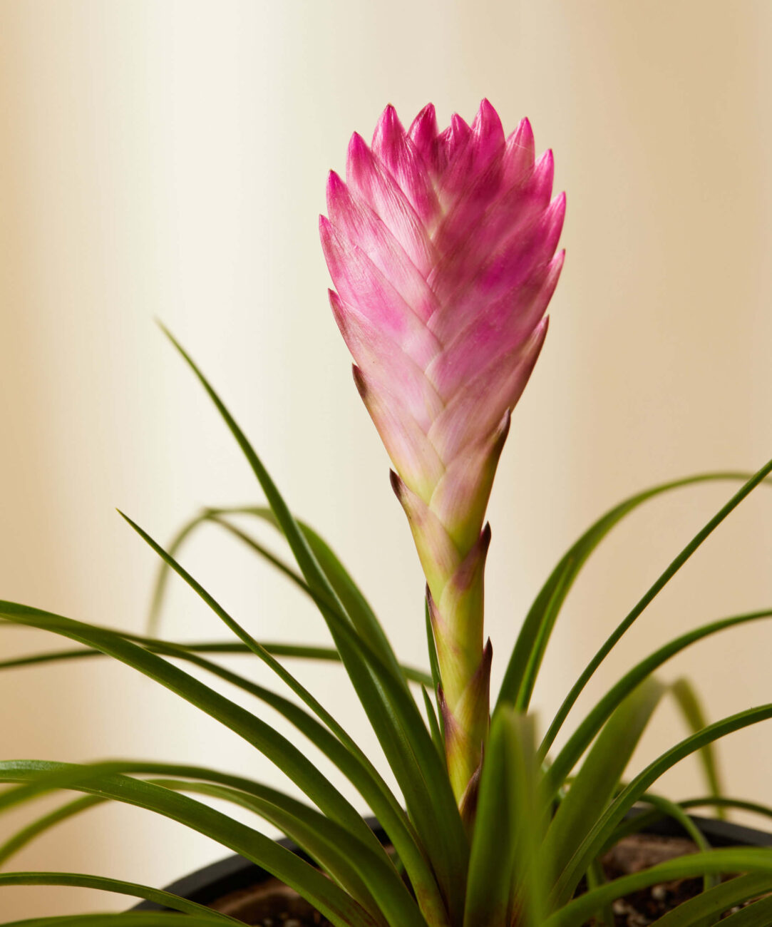 bromelia-2