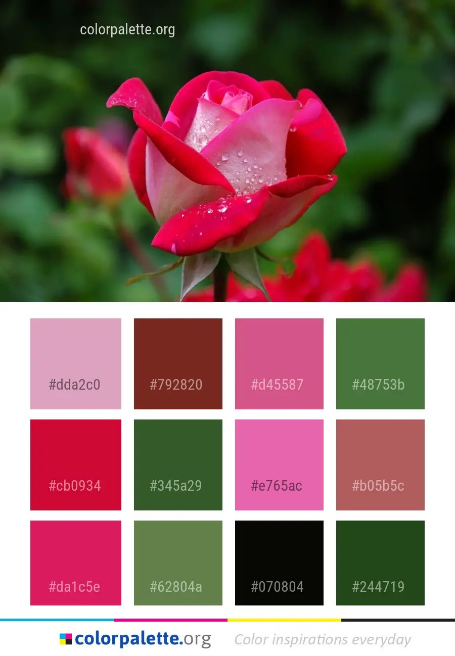 cor-rose