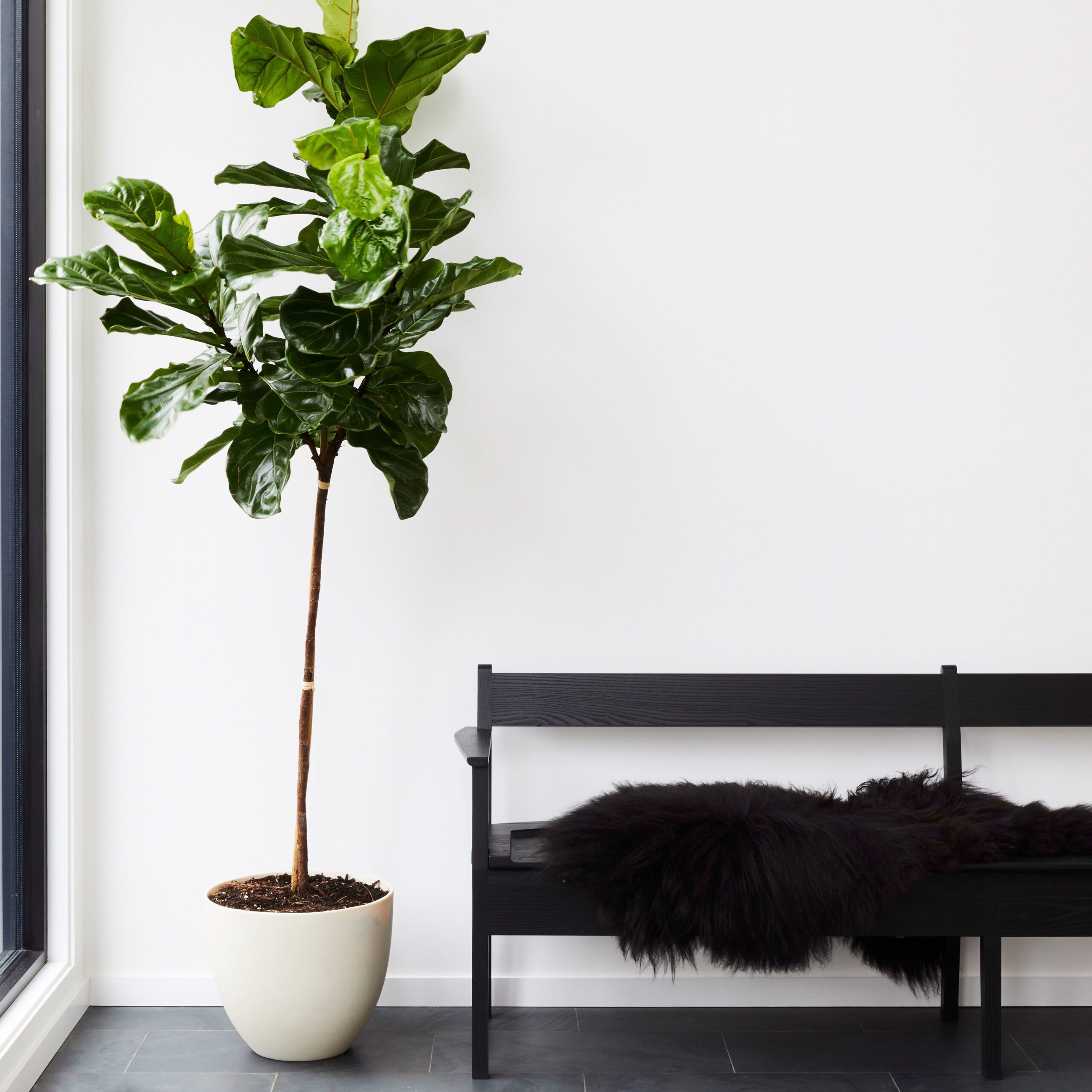 plantas-de-jardim