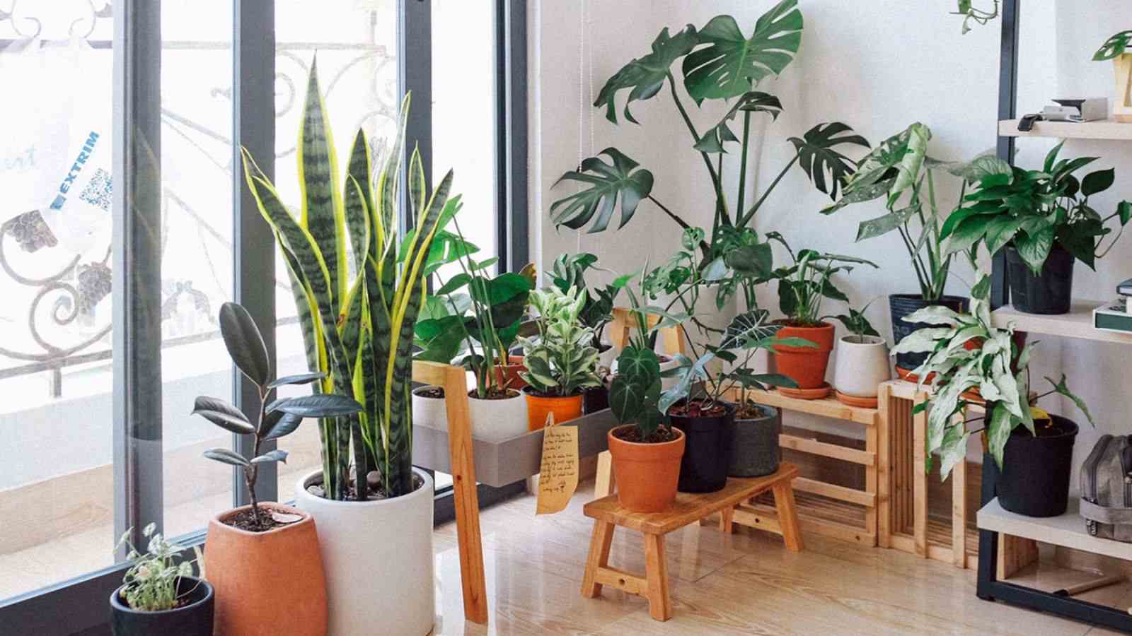 plantas-para-apartamento