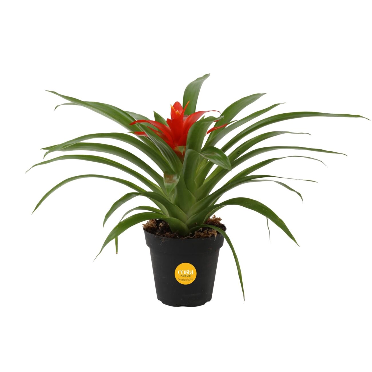 bromelia-2