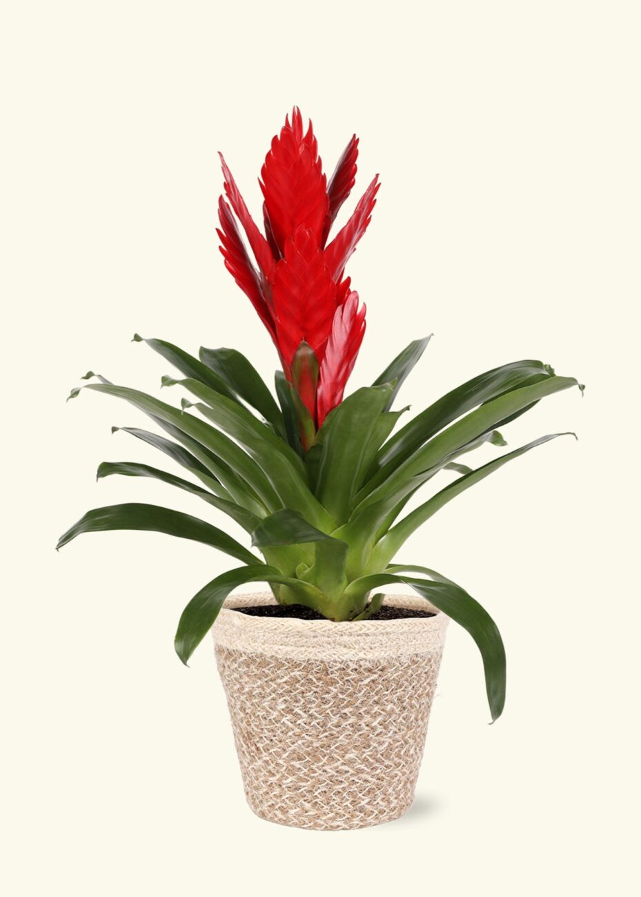 bromelia-2
