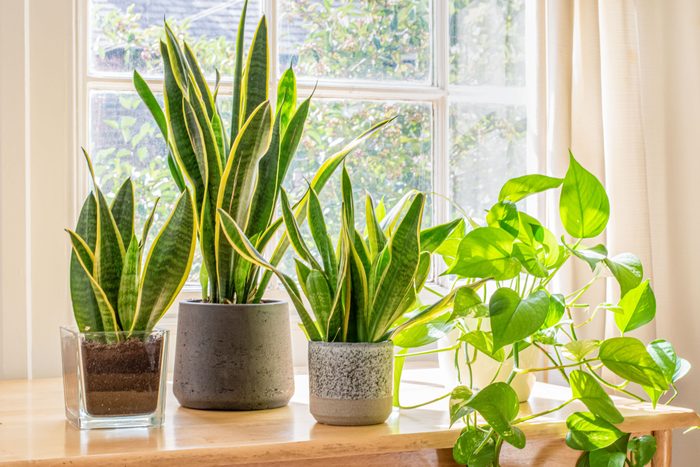 decoracao-de-apartamento-com-plantas-2