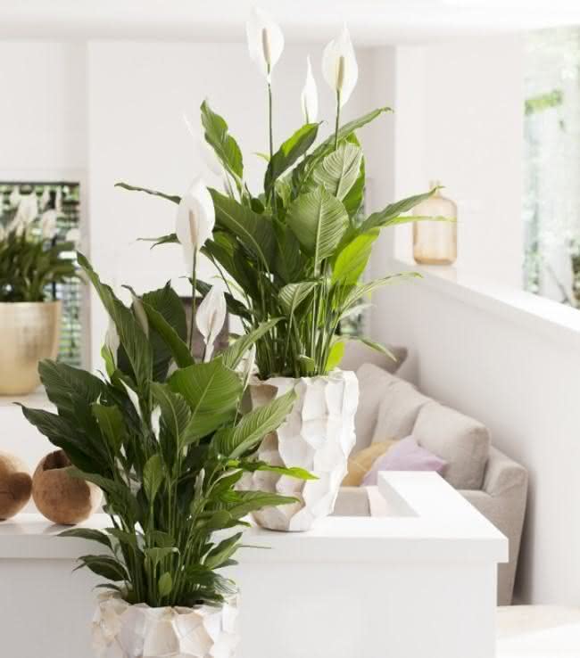 plantas-para-apartamento