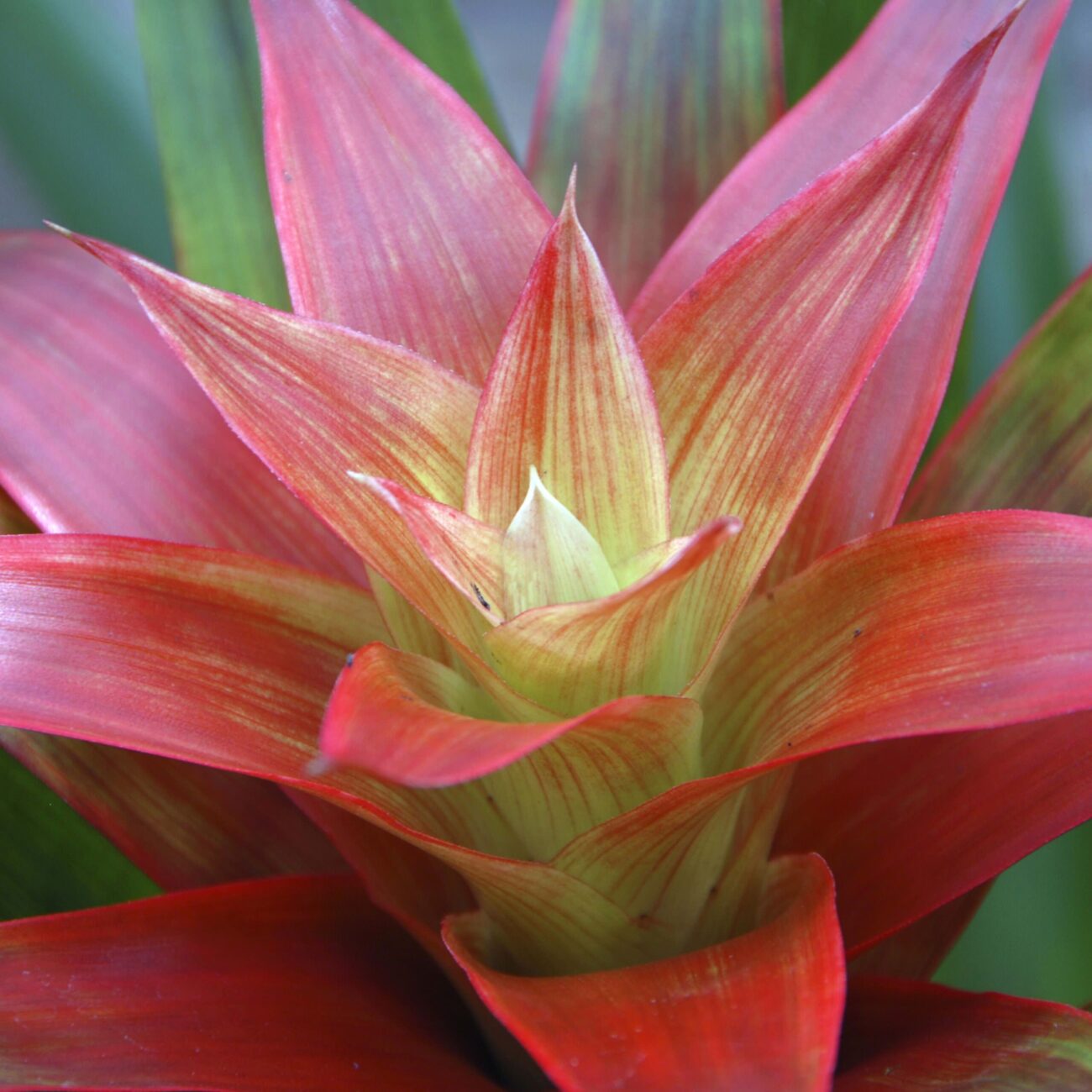 bromelia-2