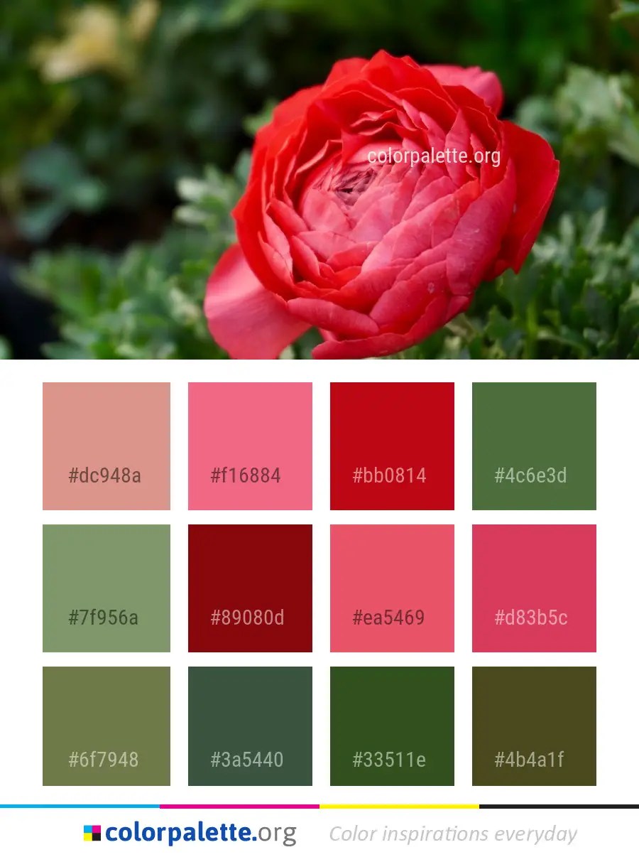 cor-rose