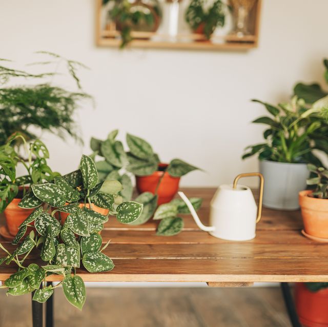 decoracao-de-apartamento-com-plantas-2