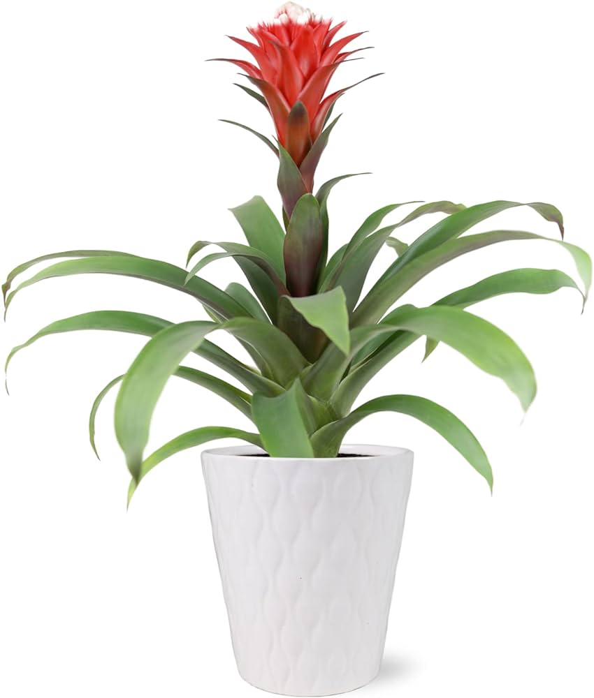 bromelia-2