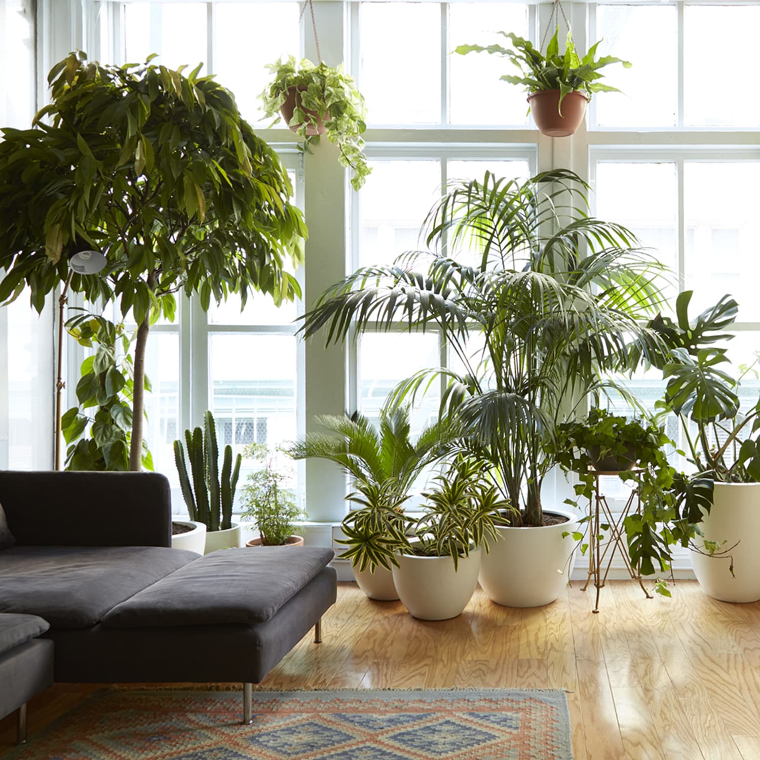 plantas-para-apartamento