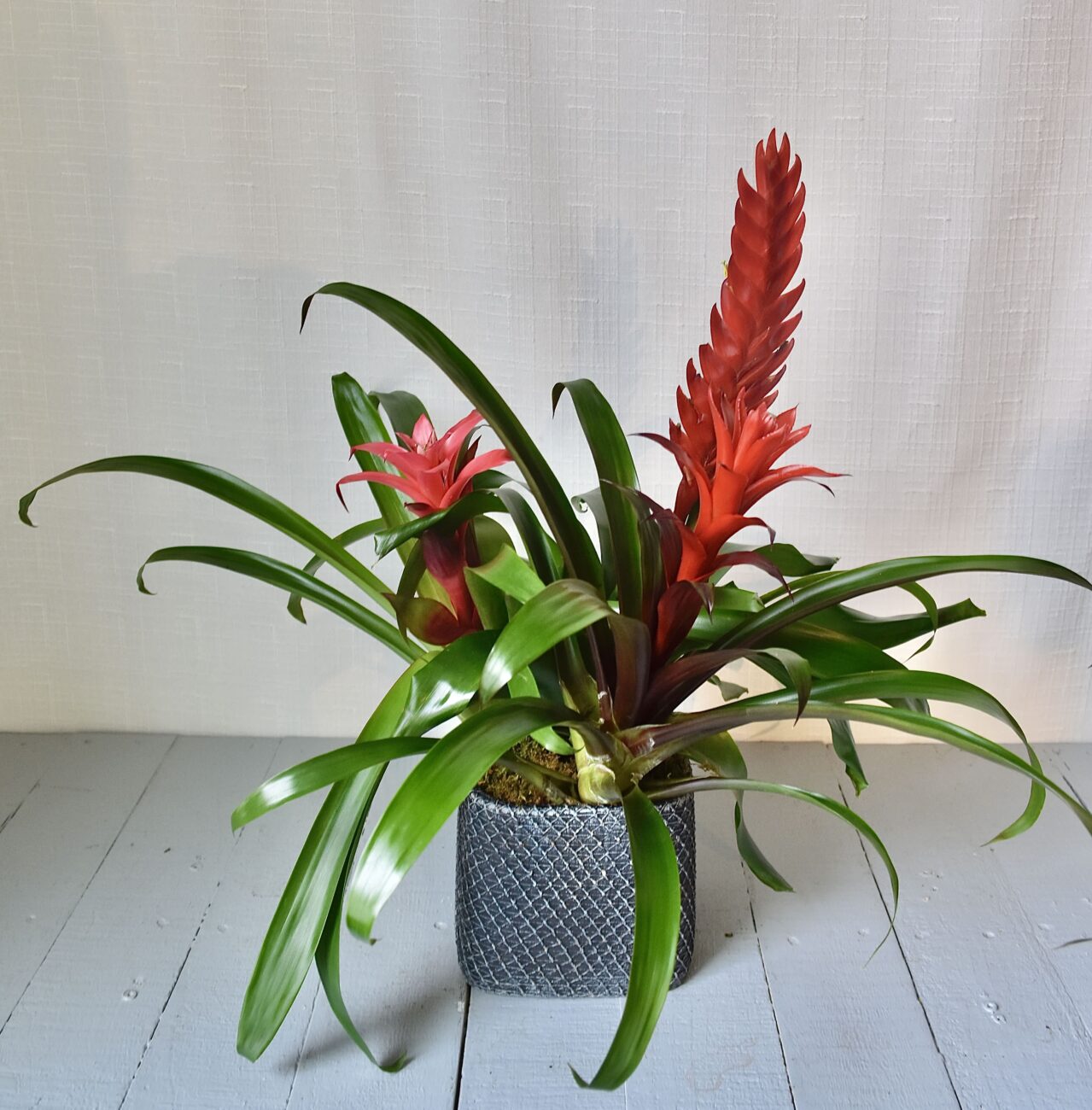 bromelia-2