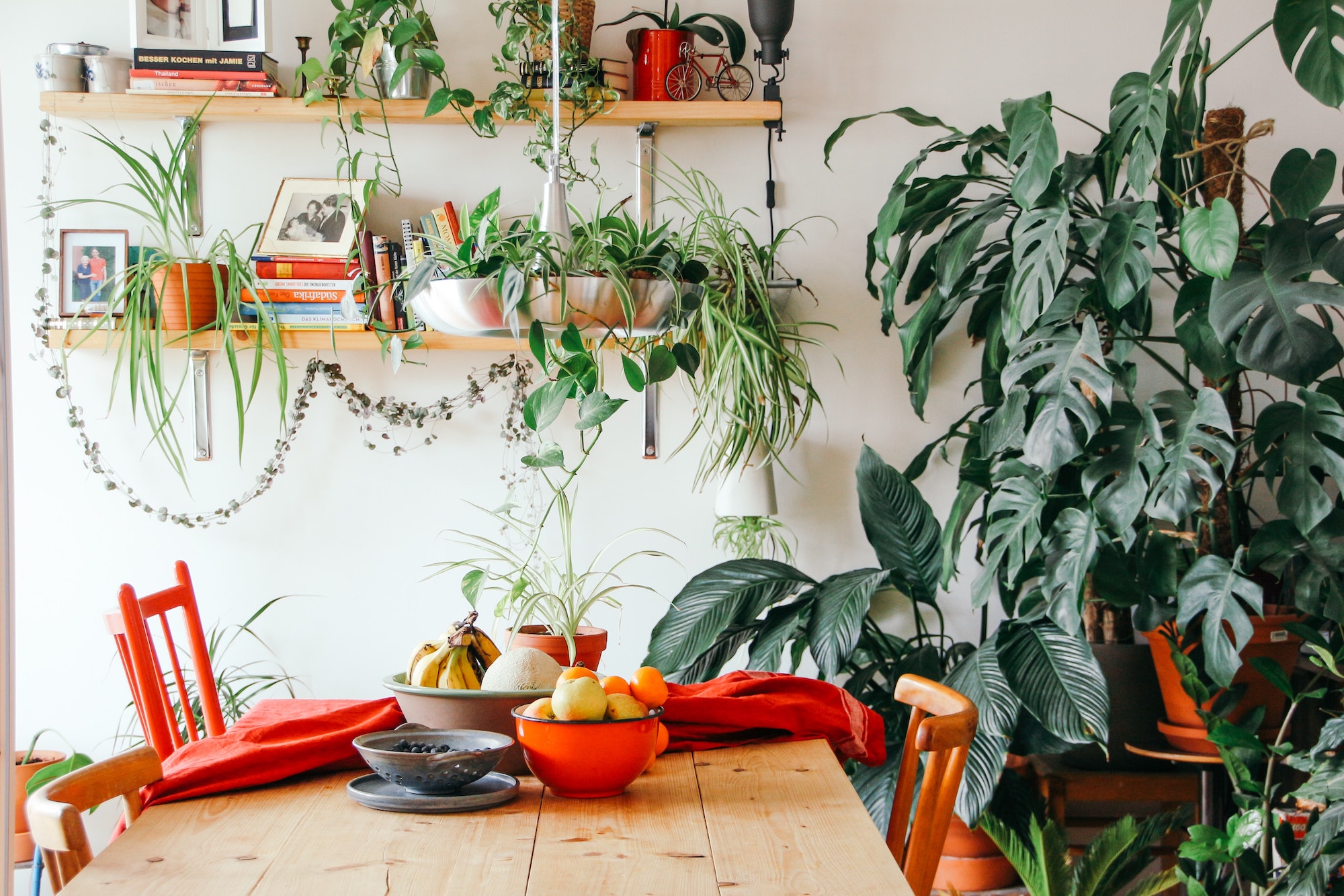 plantas-para-apartamento