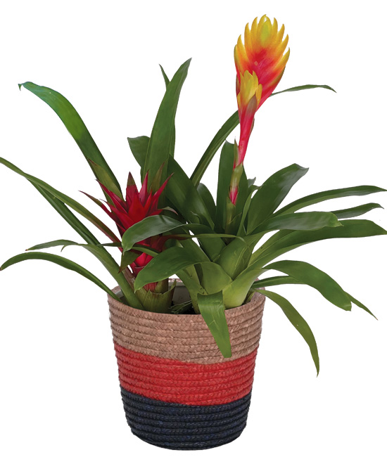 bromelia-2