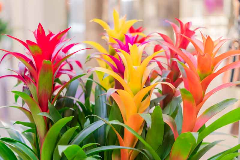 bromelia-2