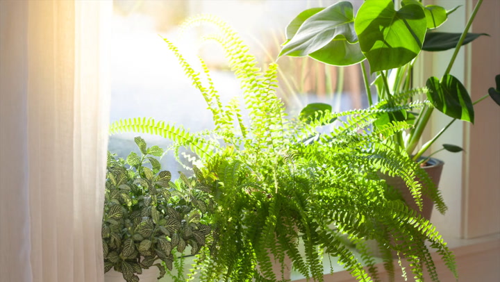 decoracao-de-apartamento-com-plantas-2