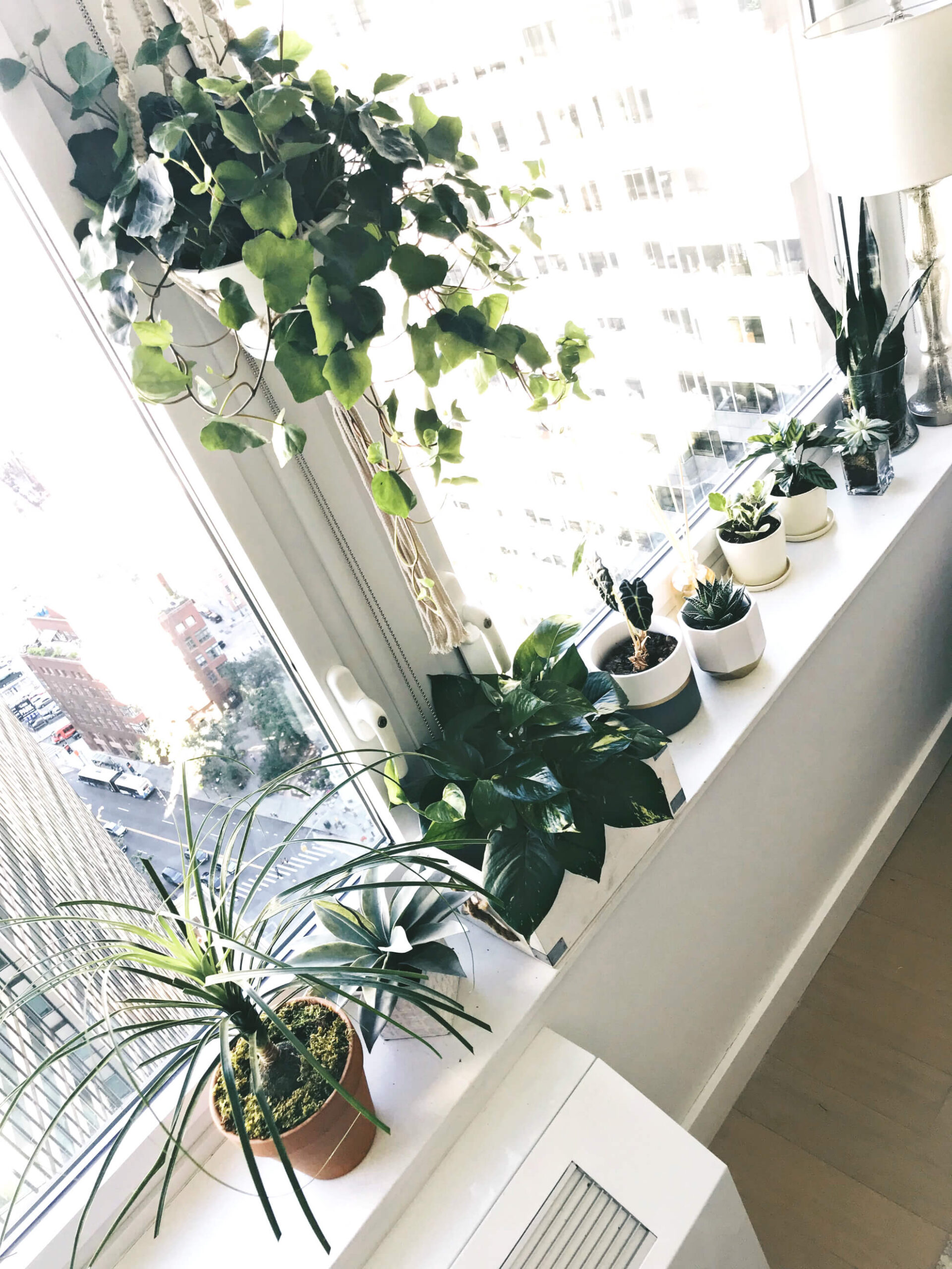 plantas-para-apartamento