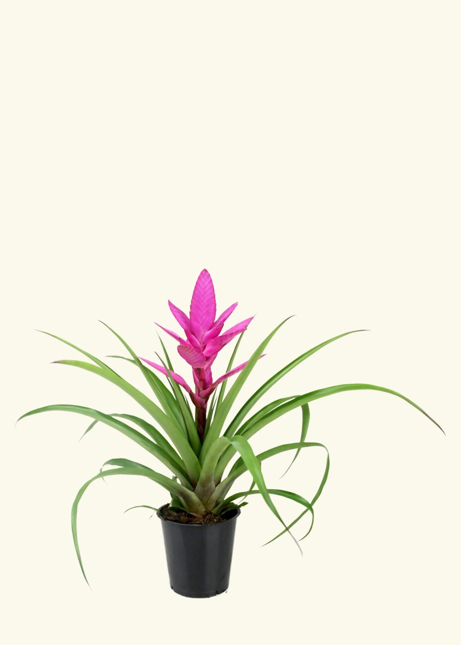 bromelia-2