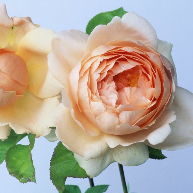 cor-rose