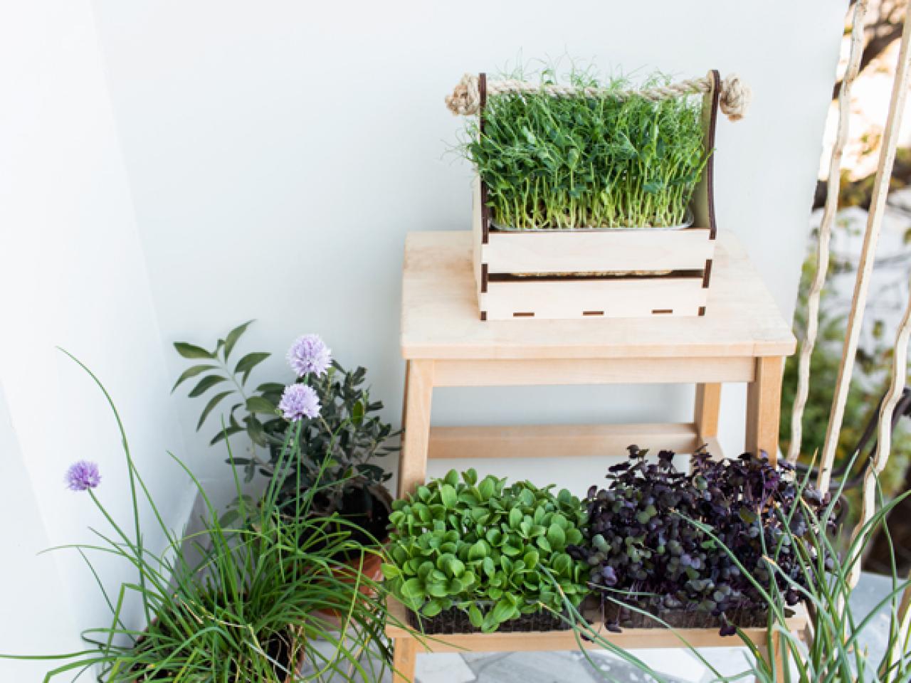 decoracao-de-apartamento-com-plantas-2