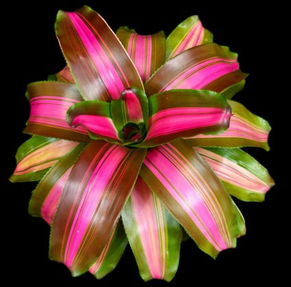 bromelia-2
