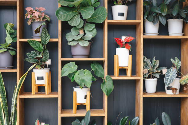 decoracao-de-apartamento-com-plantas-2