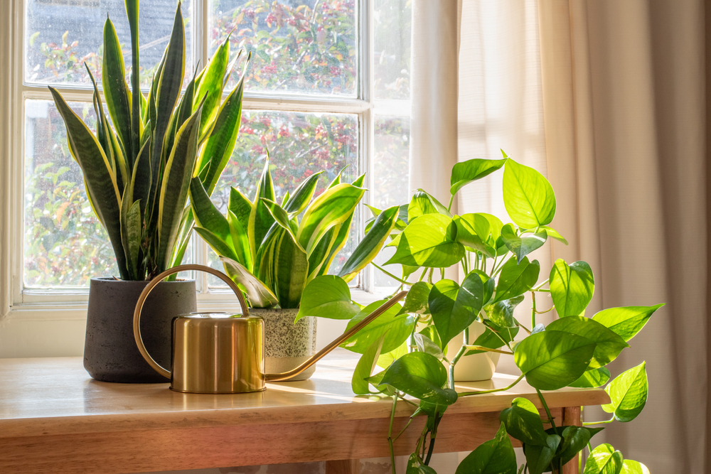 plantas-para-apartamento